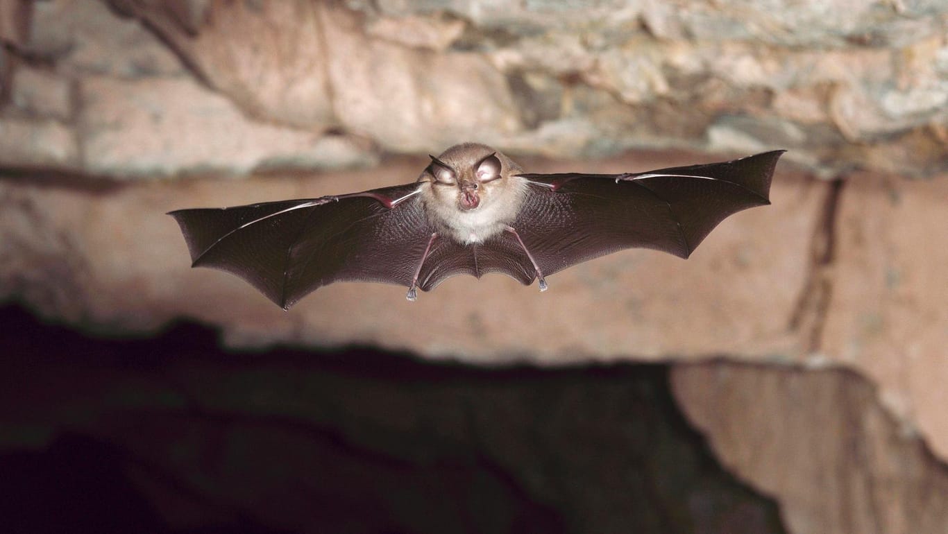 Kleine Hufeisennase (Rhinolophus hipposideros): Britische Forscher entdeckten in dieser Art ein neues Coronavirus.