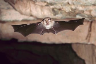 Kleine Hufeisennase (Rhinolophus hipposideros): Britische Forscher entdeckten in dieser Art ein neues Coronavirus.