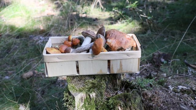 Pilzsammler blicken zuversichtlich in den Herbst.