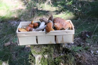 Pilzsammler blicken zuversichtlich in den Herbst.
