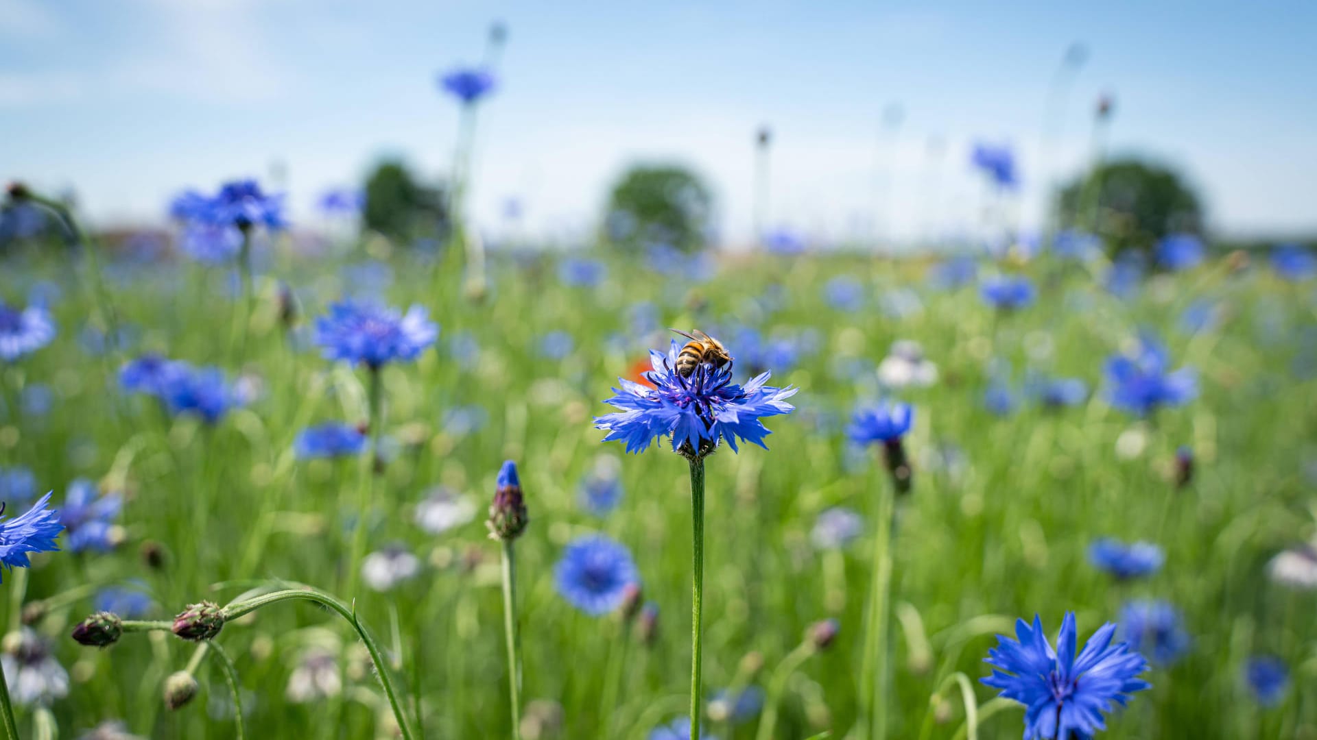 Blühendes Getreidefeld: Bienen suchen Nektar an Kornblumen.