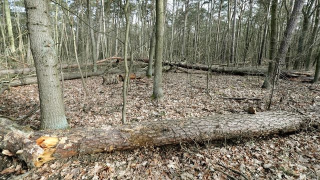 Wald Wald