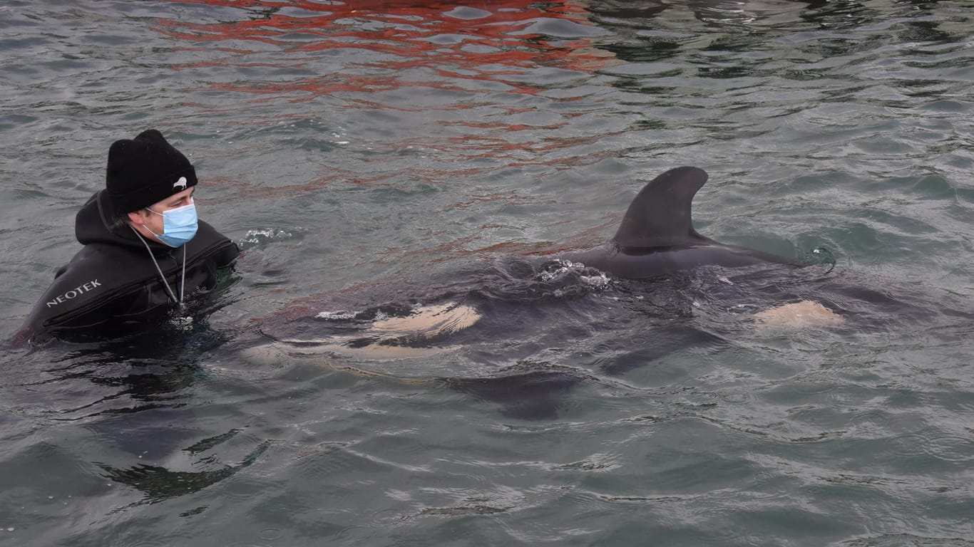 Taucher und Wal: Ein freiwilliger Helfer kümmert sich um ein Orca-Baby, das vor Neuseeland gestrandet ist.