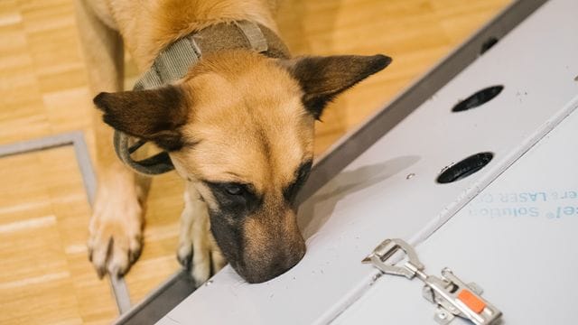 Corona-Spürhunde Corona-Spürhunde