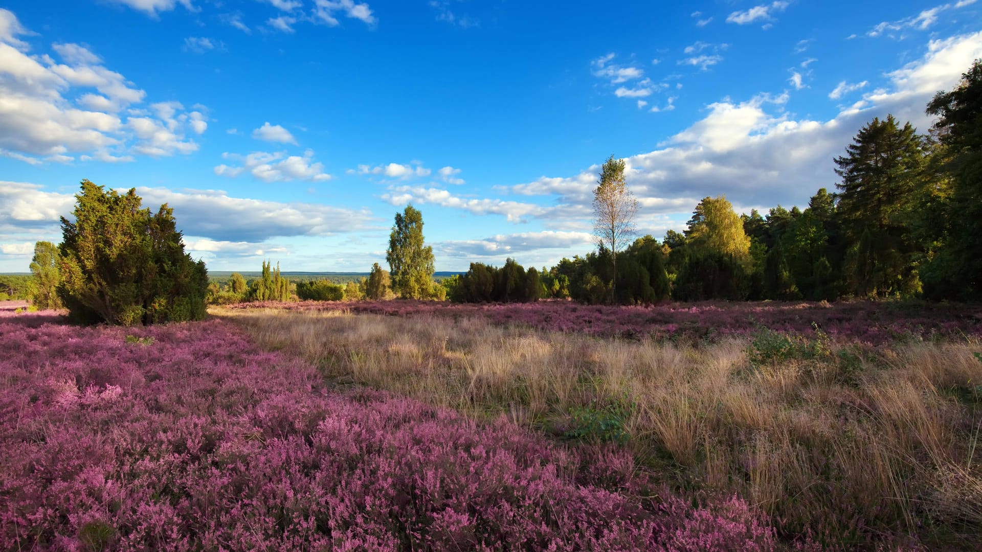 Lüneburger Heide: Auch tagsüber lässt sich hier gut wandern.