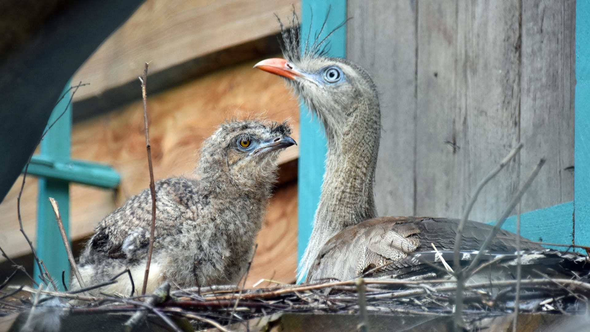 Ein Rotfußseriema-Küken sitzt mit seiner Mutter Oriana in einem Nest: Zum ersten Mal im Zoo Hannover haben die Rotfußseriemas hier Nachwuchs bekommen. Ein Rotfußseriema-Küken sitzt mit seiner Mutter Oriana in einem Nest: Zum ersten Mal im Zoo Hannover haben die Rotfußseriemas hier Nachwuchs bekommen.
