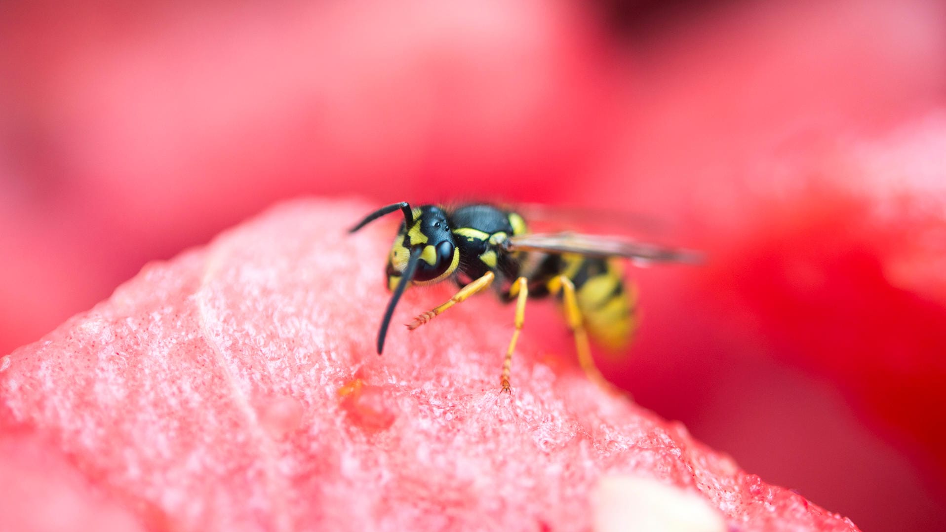 Wespe: Im Sommer haben die Insekten Hochsaison.