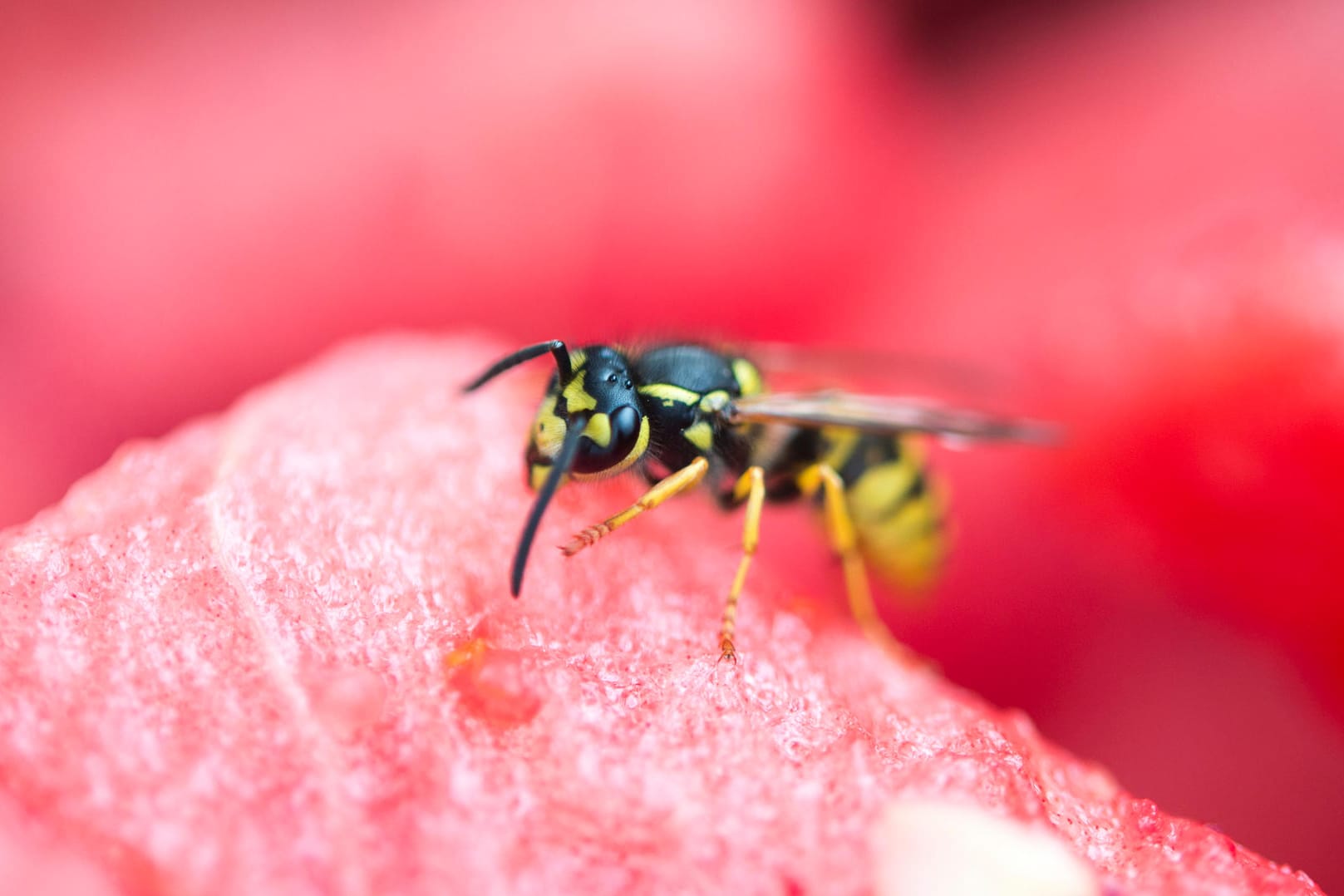 Wespe: Im Sommer haben die Insekten Hochsaison.