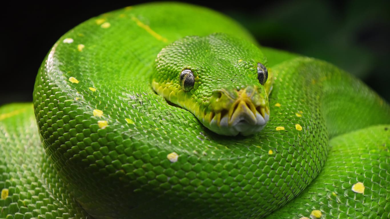 Eine grüne Python (Symbolbild): Der Halter ist in medizinischer Behandlung, das nutzte die Schlange für den Ausbruch.