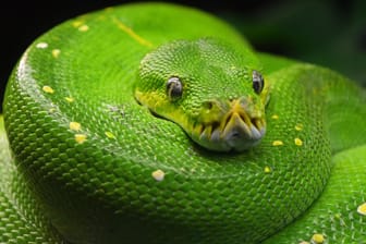 Eine grüne Python (Symbolbild): Der Halter ist in medizinischer Behandlung, das nutzte die Schlange für den Ausbruch.