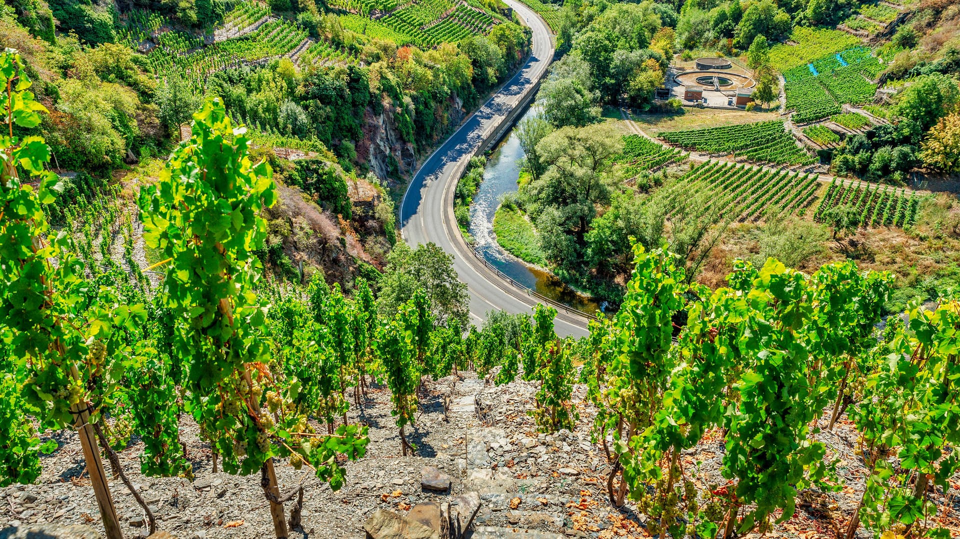 Beliebte Region bei Touristen (Archivbild): So sahen die Weinberge im Ahltal vor der Flut aus.