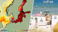 Meereshitzewelle trifft die Ostsee – mit dramatischen Folgen