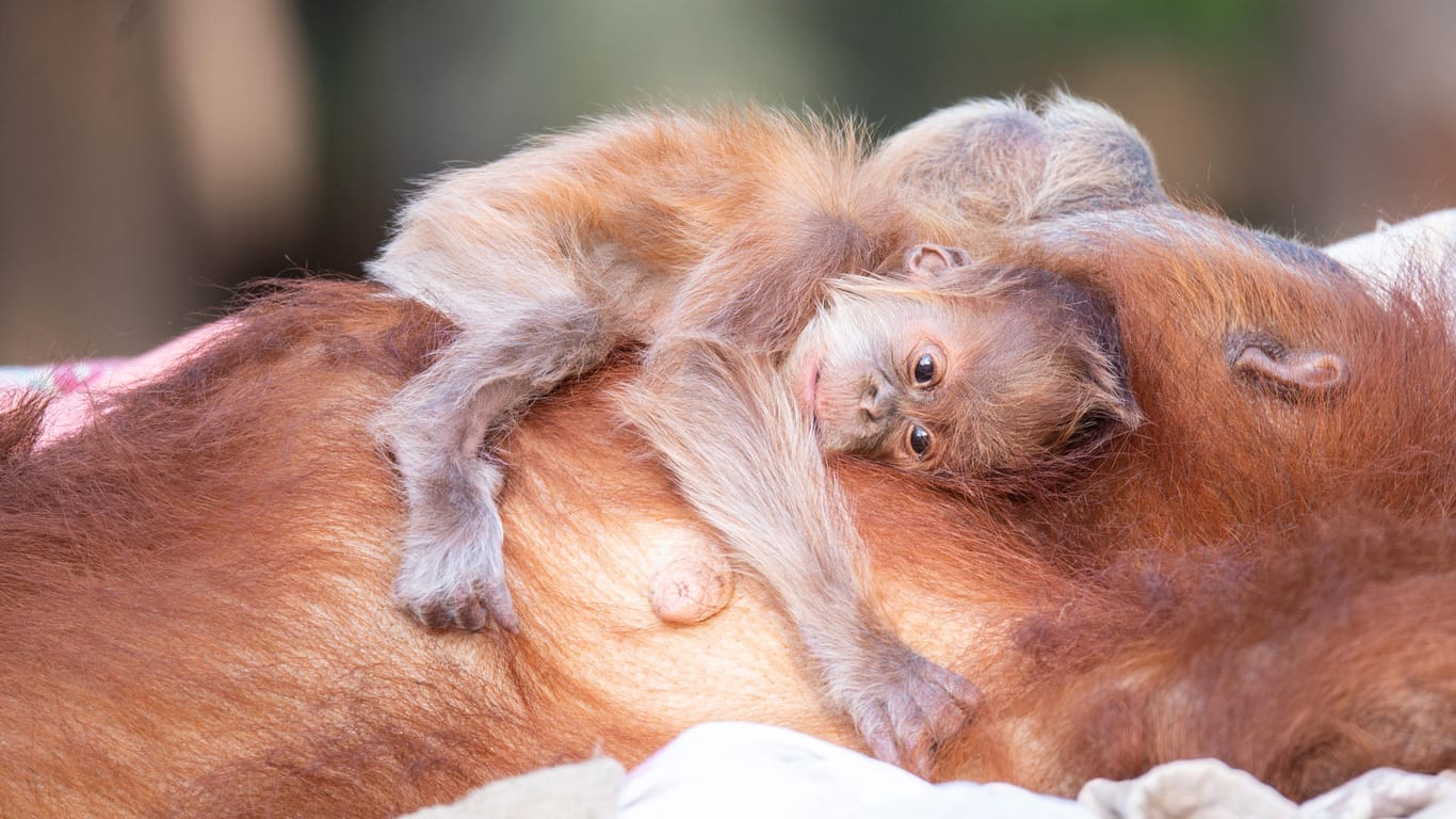 Auf dem Bauch trägt Orang-Utan-Mutter Tana ihren Nachwuchs: Erstmals seit mehr als einem Jahrzehnt ist im Safari-Zoo bei Tel Aviv wieder ein Orang-Utan-Baby zur Welt gekommen.