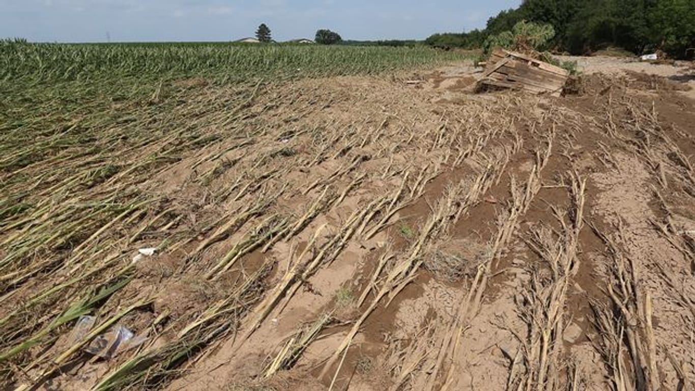 Maispflanzen sind zum Teil von Wassermassen platt gedrückt worden