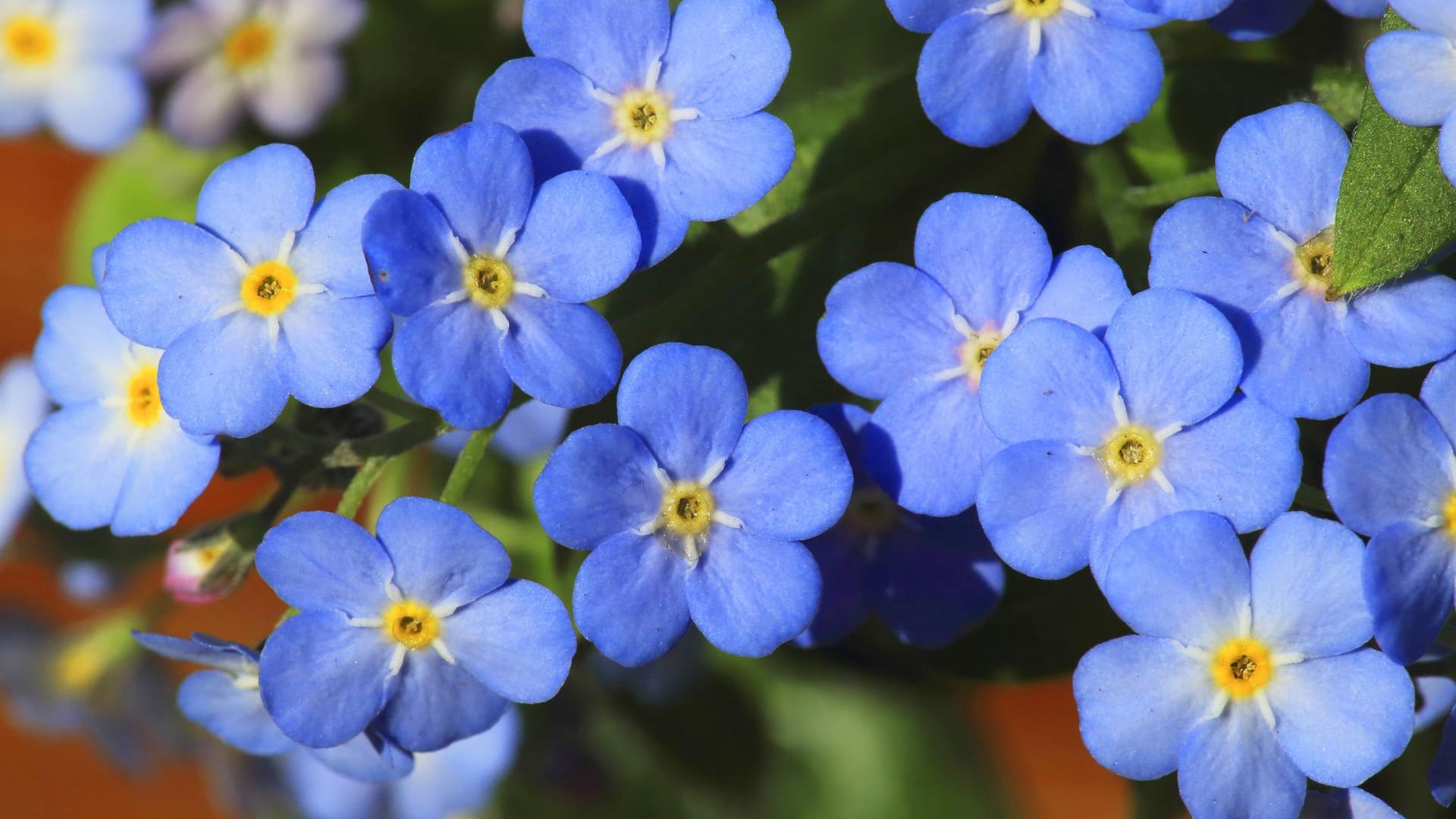 Wald-Vergissmeinnicht (Myosotis sylvatica): Zierformen werden auch im Garten verwendet.