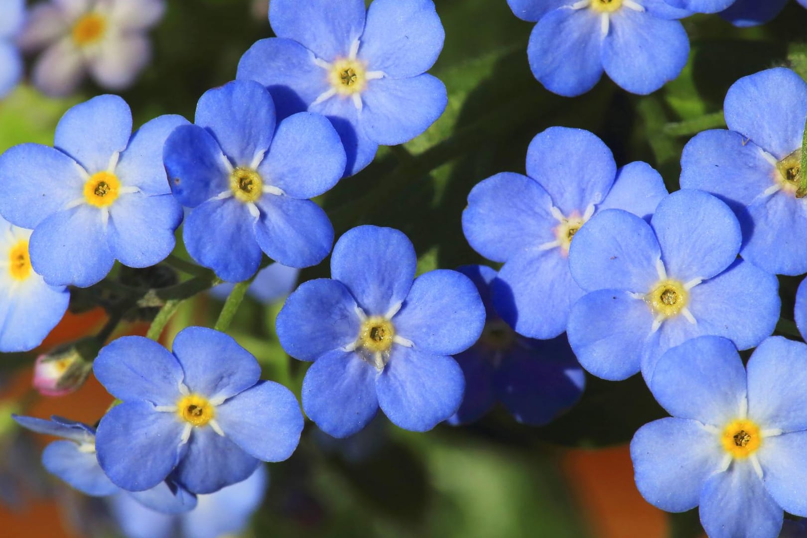 Wald-Vergissmeinnicht (Myosotis sylvatica): Zierformen werden auch im Garten verwendet.