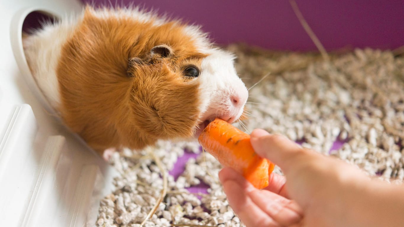 Meerschweinchen beim Essen: In einem Zug in Norddeutschland sorgte das Kleintier für einen Polizeieinsatz.