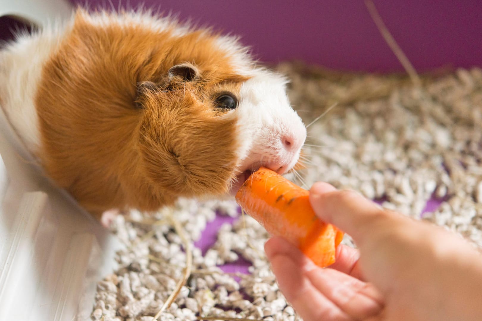 Meerschweinchen beim Essen: In einem Zug in Norddeutschland sorgte das Kleintier für einen Polizeieinsatz.