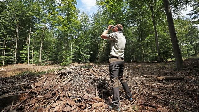 Start der Waldzustandserhebung in Nordrhein-Westfalen Start der Waldzustandserhebung in Nordrhein-Westfalen