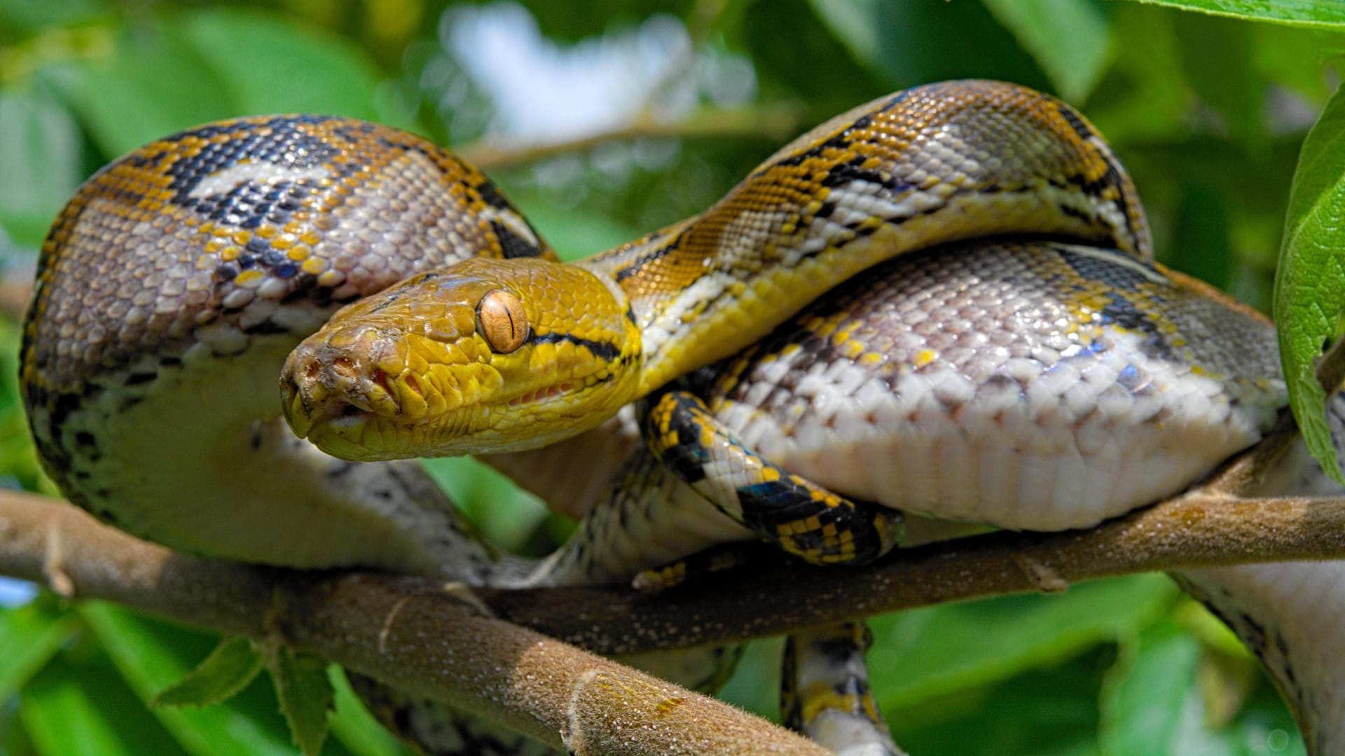 Netzpython in der Natur: Eine solche Würgeschlange wird derzeit in Sachsen-Anhalt gesucht.