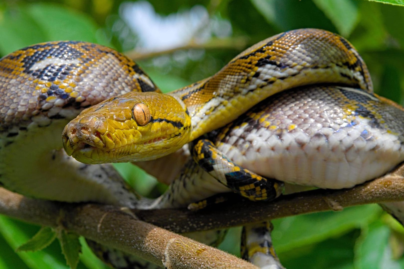 Netzpython in der Natur: Eine solche Würgeschlange wird derzeit in Sachsen-Anhalt gesucht.