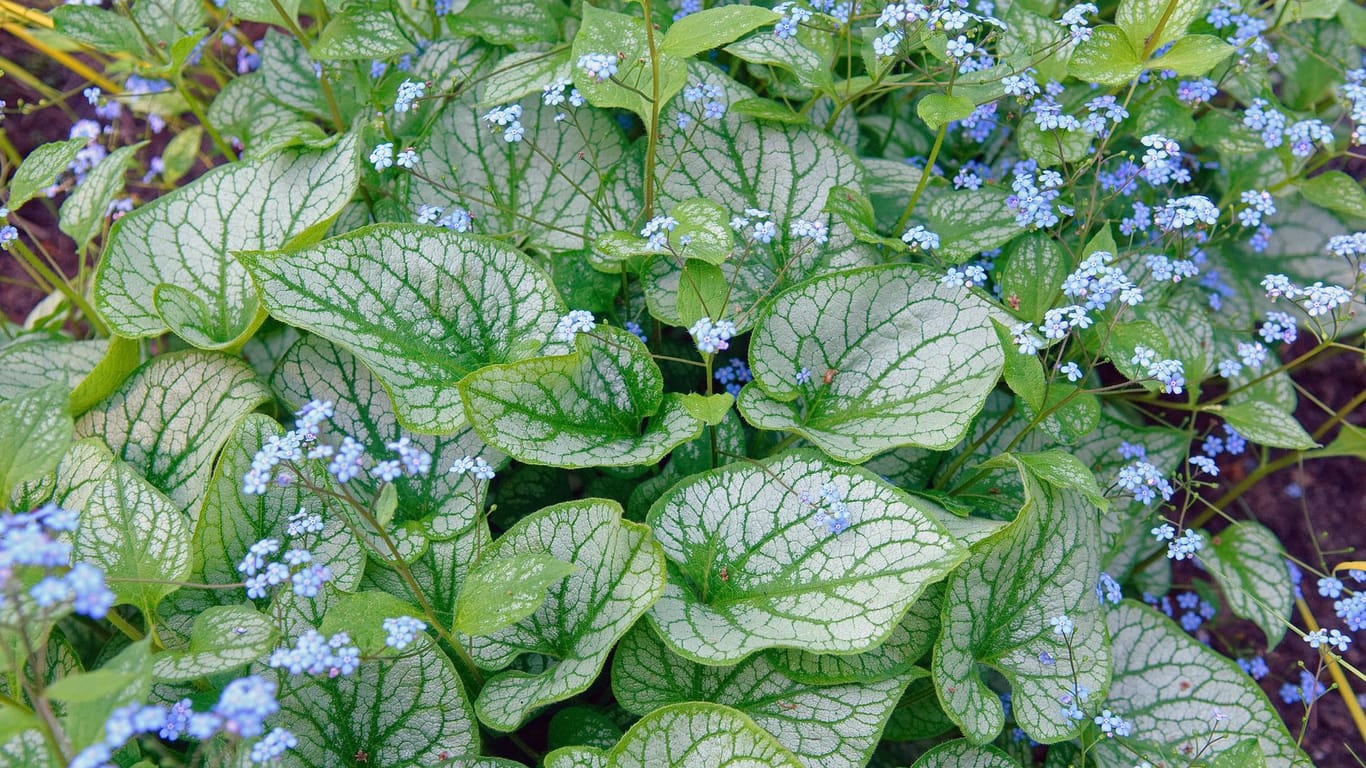 Großblättriges Kaukasus-Vergissmeinnicht (Brunnera macrophylla): Die Sorte 'Jack Frost' ist ein Klassiker.