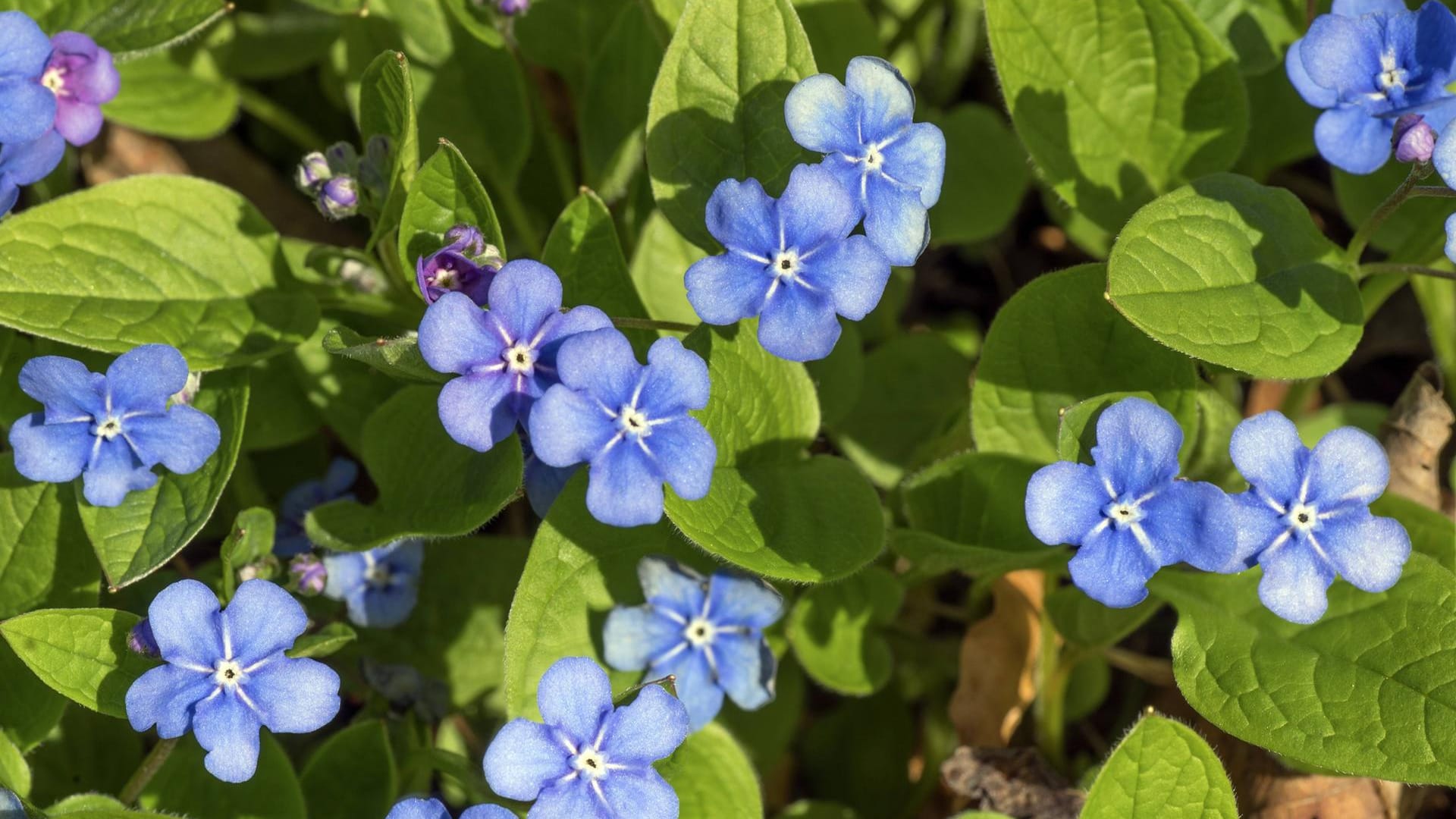 Gedenkemein (Omphalodes verna): Es heißt auch Frühlings-Nabelnüsschen.