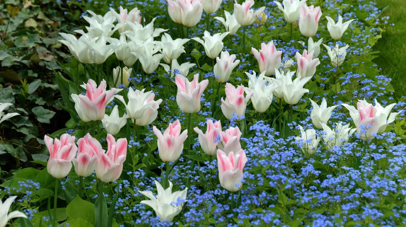 Vergissmeinnicht: Es harmoniert im Beet gut mit Tulpen, wie hier mit der lilienförmigen Sorte 'Holland Chic'.