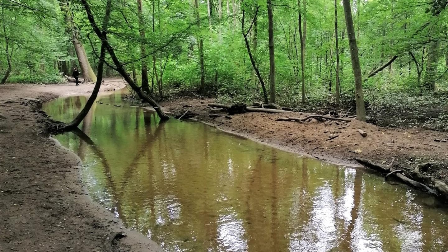 Der Mutzbach fließt am Montag friedlich durch den Wald in Richtung Dünnwald.