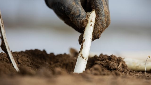 Spargel wird auf einem Feld geerntet