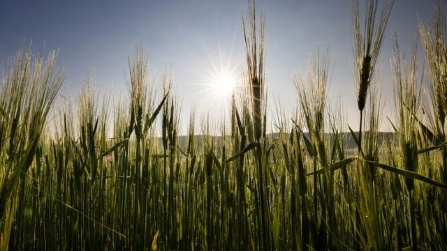 Landwirtschaft