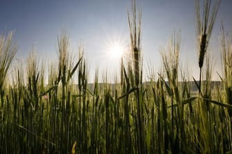 Landwirtschaft