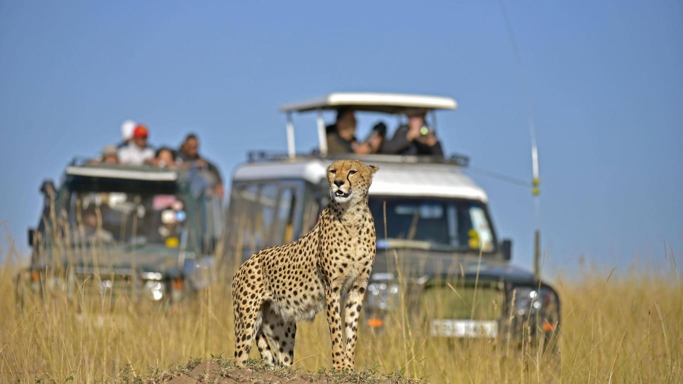 Safari in Kenia: Touristen können einreisen, wenn sie einen negativen Corona-Test vorweisen können.