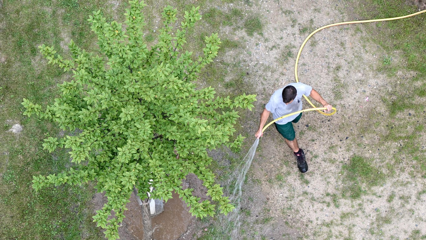 Ein Landschaftsgärtner wässert einen Baum (Symbolbild): Nachhaltige Berufe sind bei jungen Leuten gefragt.
