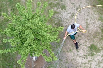 Ein Landschaftsgärtner wässert einen Baum (Symbolbild): Nachhaltige Berufe sind bei jungen Leuten gefragt.