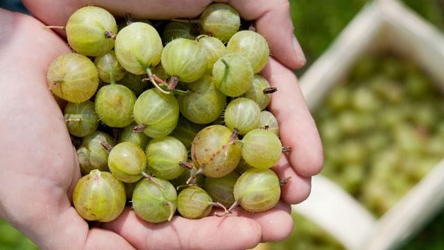 Wenn sich Stachelbeeren leicht eindrücken lassen, ist der richtige Zeitpunkt sie zu ernten.