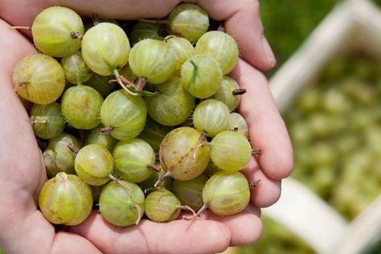 Wenn sich Stachelbeeren leicht eindrücken lassen, ist der richtige Zeitpunkt sie zu ernten.