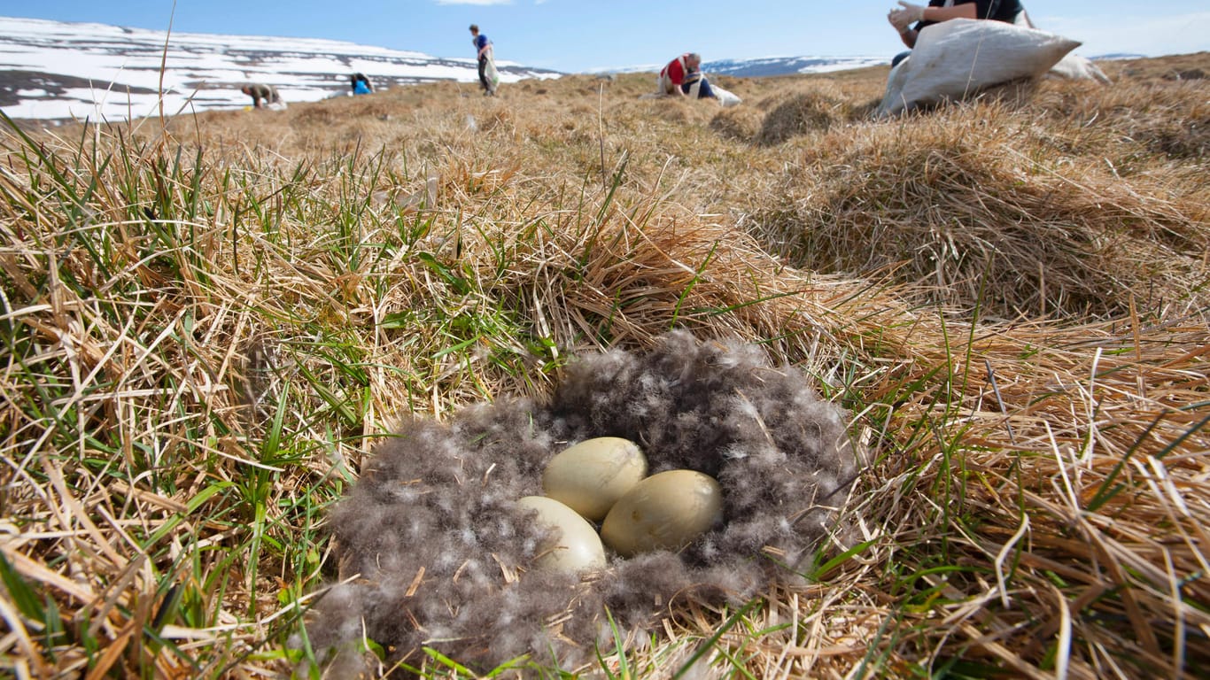 Eiderenten-Nest: Sind noch Eier darin, wird nur ein kleiner Teil der Daunen gesammelt. (Archivbild)