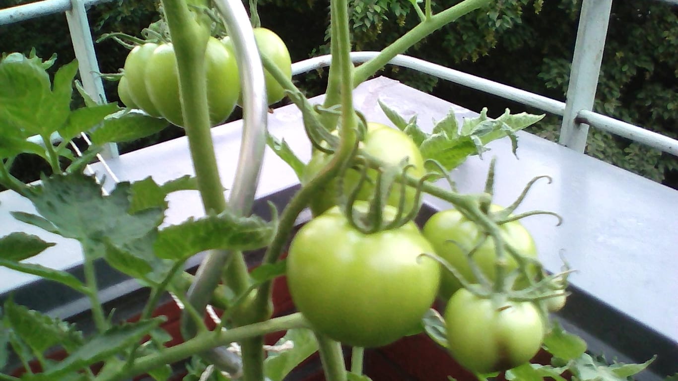 Tomaten in Kübeln: Seit genau zwei Monaten stehen die Tomatenpflanzen auf dem Balkon. Jetzt tragen sie Früchte.