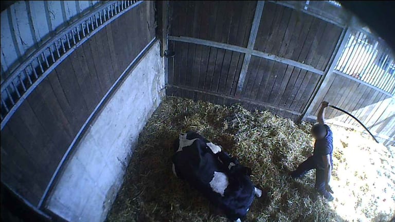 Ein Mann schlägt auf eine kranke Kuh ein: In einer Viehsammelstelle soll es massive Verstöße gegen das Tierschutzgesetz gegeben haben.