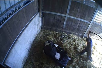 Ein Mann schlägt auf eine kranke Kuh ein: In einer Viehsammelstelle soll es massive Verstöße gegen das Tierschutzgesetz gegeben haben.