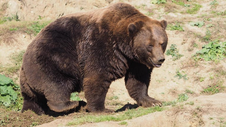 Ein Bär in Sibirien (Symbolbild): In der sibirischen Region Krasnojarsk ist bereits der zweite Mensch in diesem Sommer von einem Bären getötet worden.