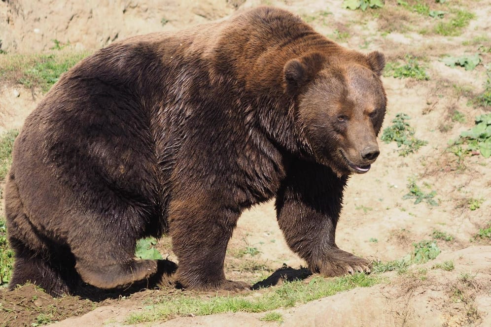 Ein Bär in Sibirien (Symbolbild): In der sibirischen Region Krasnojarsk ist bereits der zweite Mensch in diesem Sommer von einem Bären getötet worden.