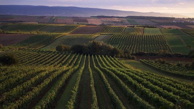 Blick auf Weinberge bei Göttlesbrunn im österreichischen Anbaugebiet Carnuntum zwischen Wien und Neusiedler See.