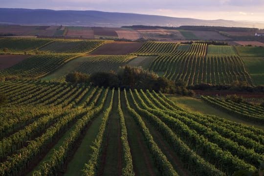 Blick auf Weinberge bei Göttlesbrunn im österreichischen Anbaugebiet Carnuntum zwischen Wien und Neusiedler See.