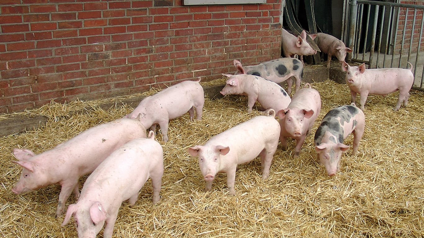 Hohenloher Landschweine: Unter welchen Voraussetzungen dürfen sie diese Bezeichnung bekommen?