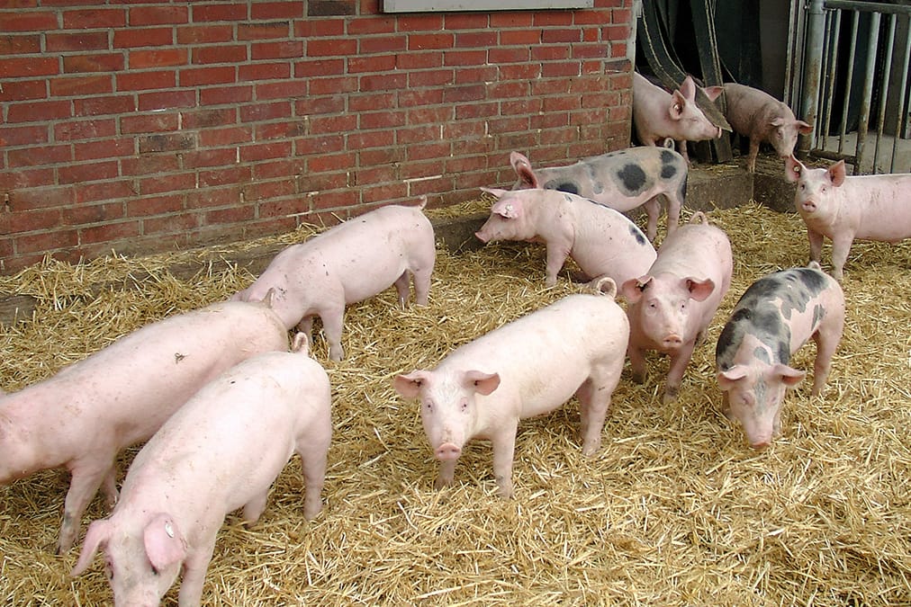 Hohenloher Landschweine: Unter welchen Voraussetzungen dürfen sie diese Bezeichnung bekommen?