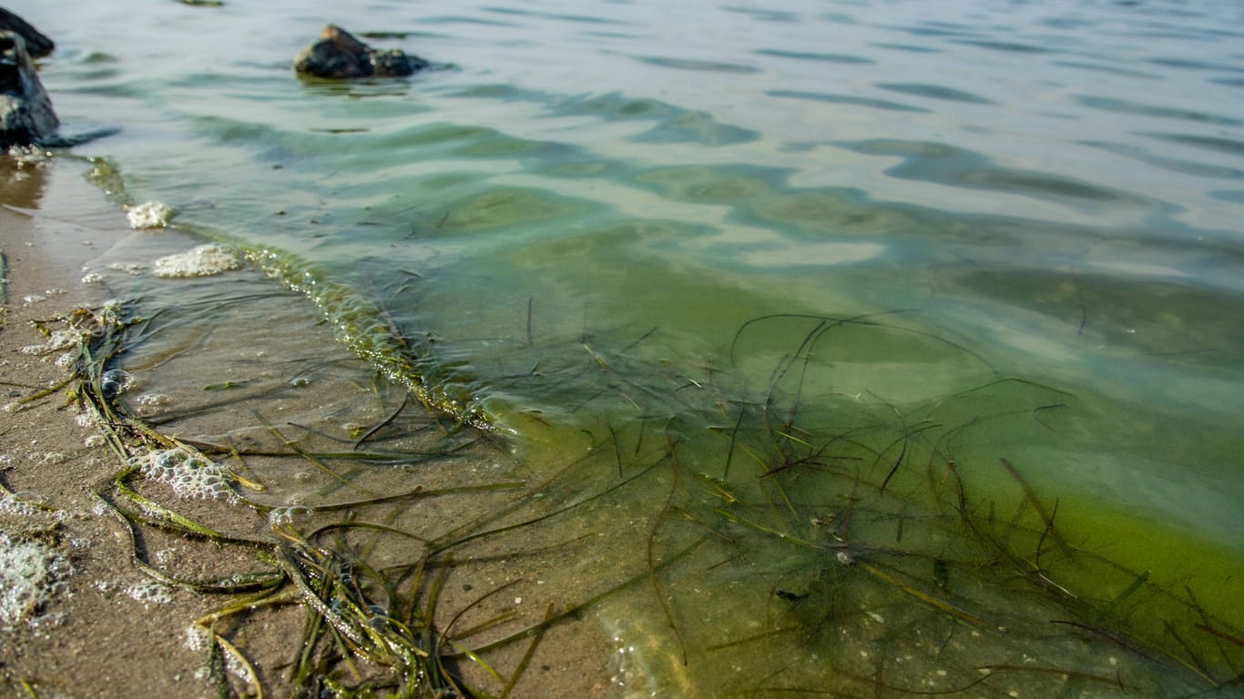 Blaualgen an einem Ufer (Archivbild): Die Algen können Krankheiten verursachen.