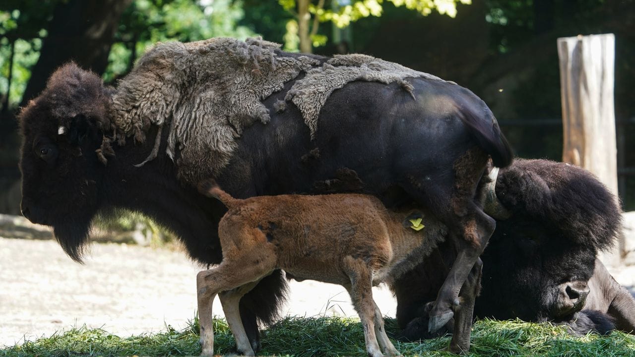 Ein Präriebison Jungtier steht bei seiner Mutter und trinkt Milch.