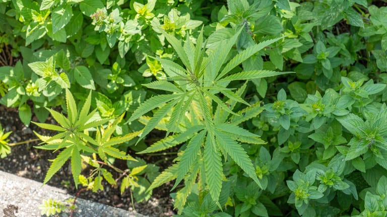 Hanf: Bei Cannabis gibt es eine weibliche und eine männliche Pflanze.